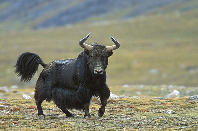 Bò Tây Trạng được nuôi khá nhiều trên cao nguyên ở Cửu Trại Câu
